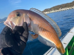 シロアマダイの釣果