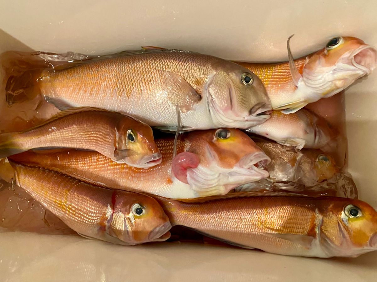 湘南のかつさんの釣果 2枚目の画像