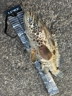 チャイロマルハタの釣果