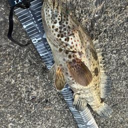 チャイロマルハタ