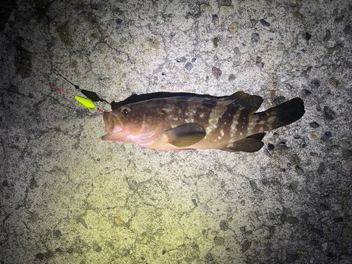 キジハタの釣果