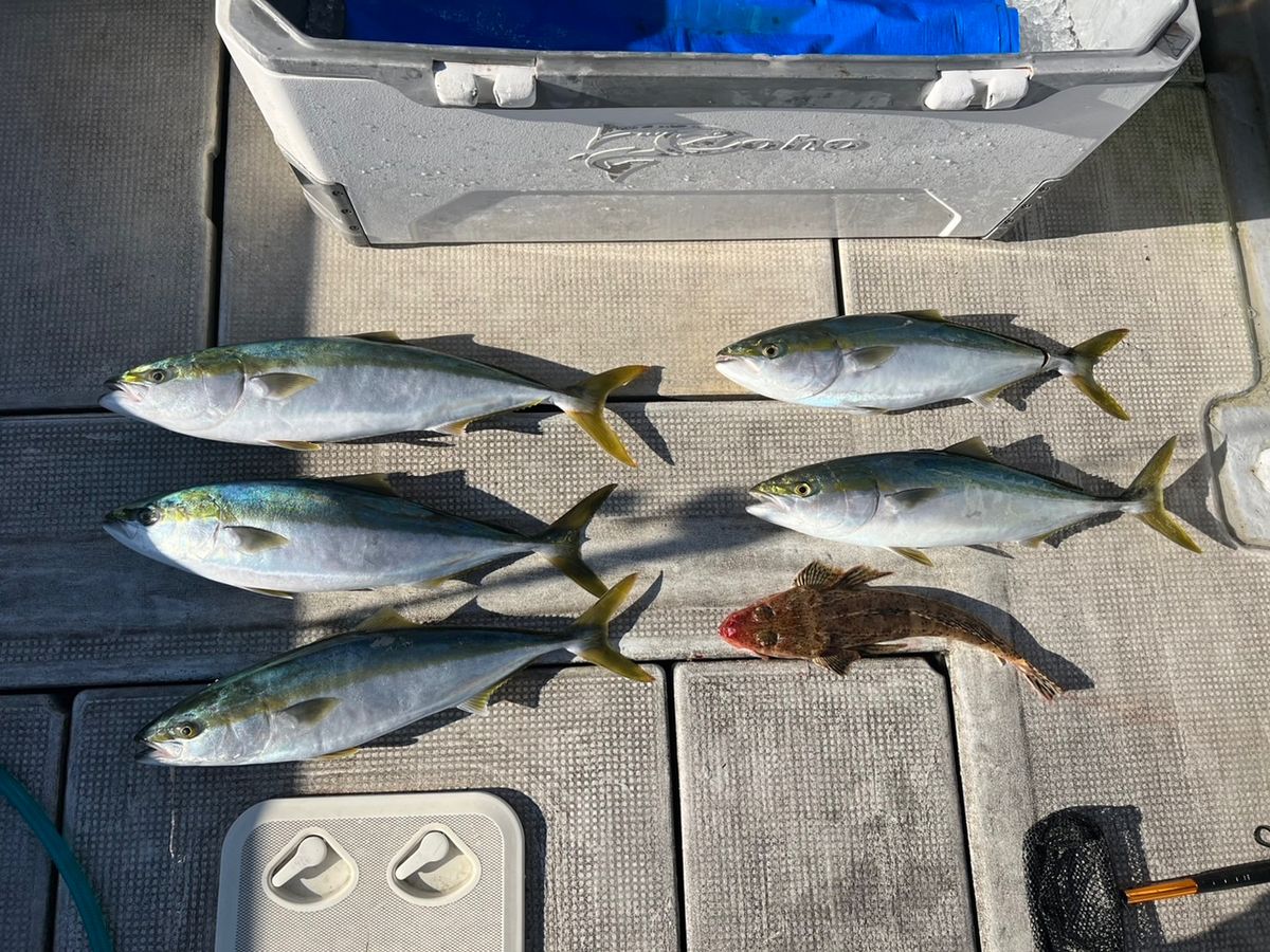 Jack 田尻漁港さんの釣果 1枚目の画像