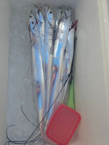 タチウオの釣果