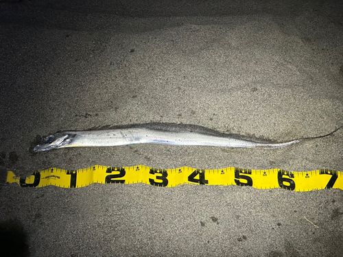 タチウオの釣果