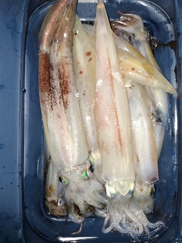 イカの釣果