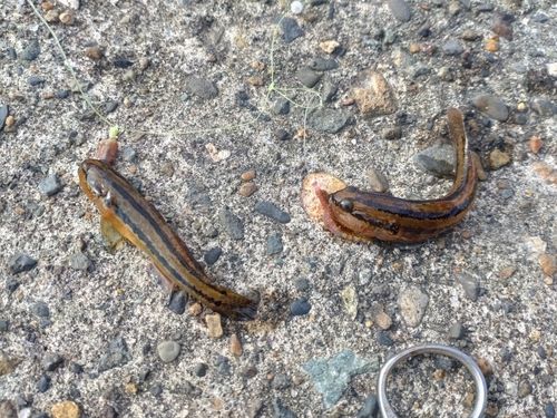 アカオビシマハゼの釣果