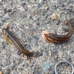 アカオビシマハゼ