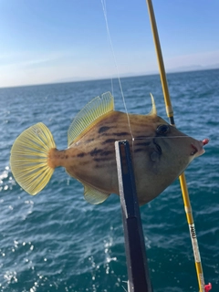 カワハギの釣果