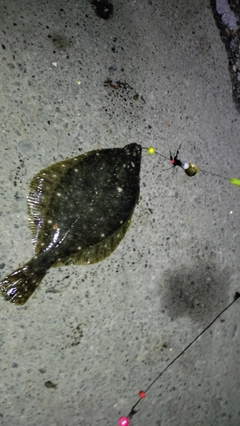 イシガレイの釣果