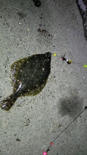 イシガレイの釣果