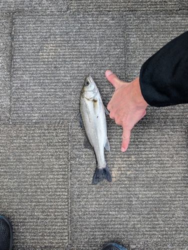 セイゴ（マルスズキ）の釣果