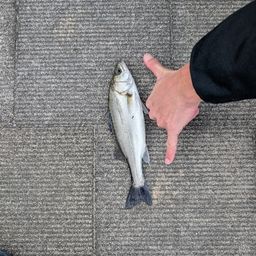 セイゴ（マルスズキ）