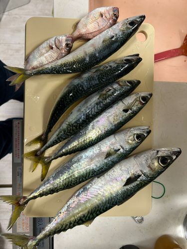 サバの釣果