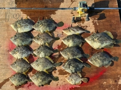 カワハギの釣果