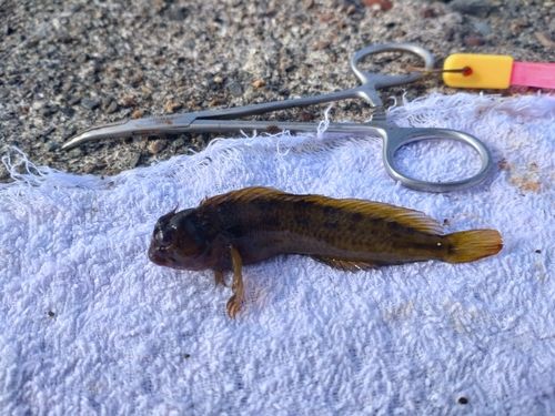 イソギンポの釣果