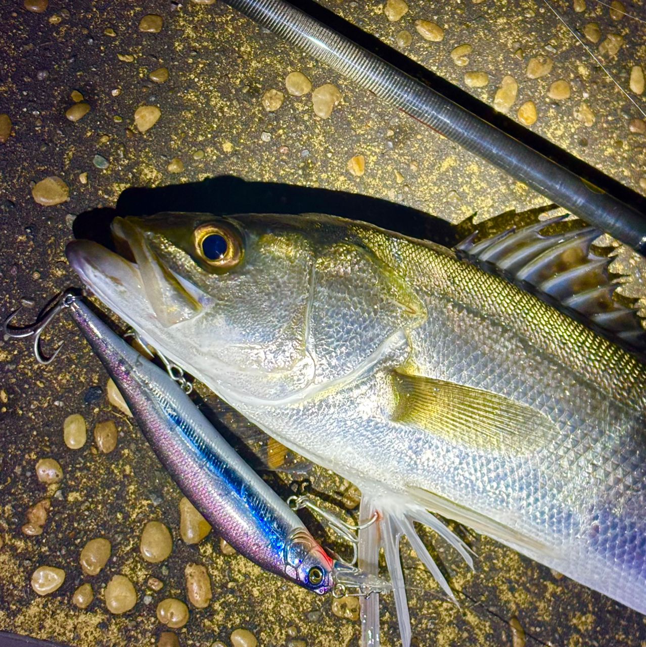 APIA 21フージン'RS 93Mの最安値・インプレ・釣果 | 本音の口コミ