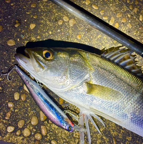 シーバスの釣果