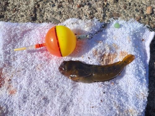 イソギンポの釣果