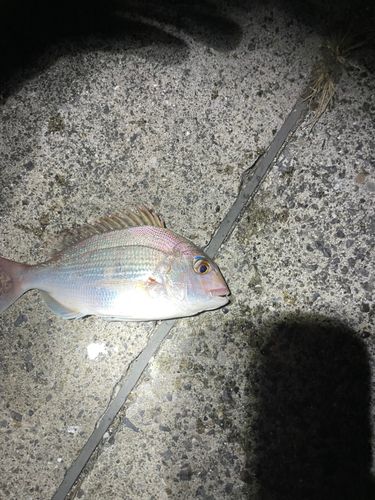 タイの釣果