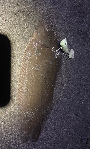 シタビラメの釣果