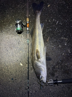 モクズガニの釣果