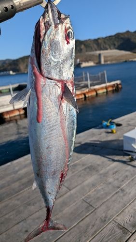由良海つり公園