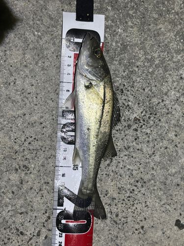 セイゴ（ヒラスズキ）の釣果