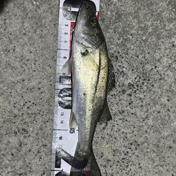 セイゴ（ヒラスズキ）