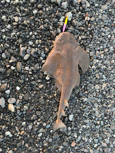 カスザメの釣果