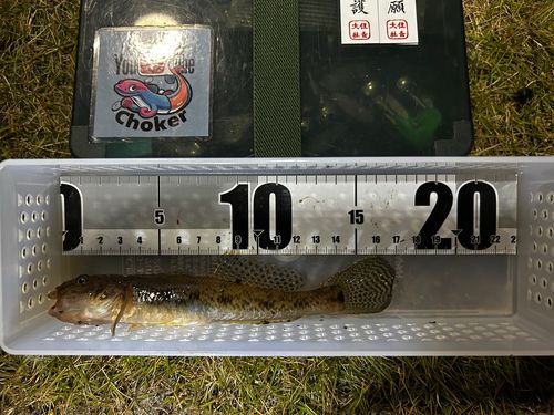 マハゼの釣果
