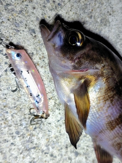 メバルの釣果