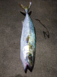 フクラギの釣果