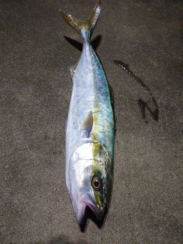 フクラギの釣果