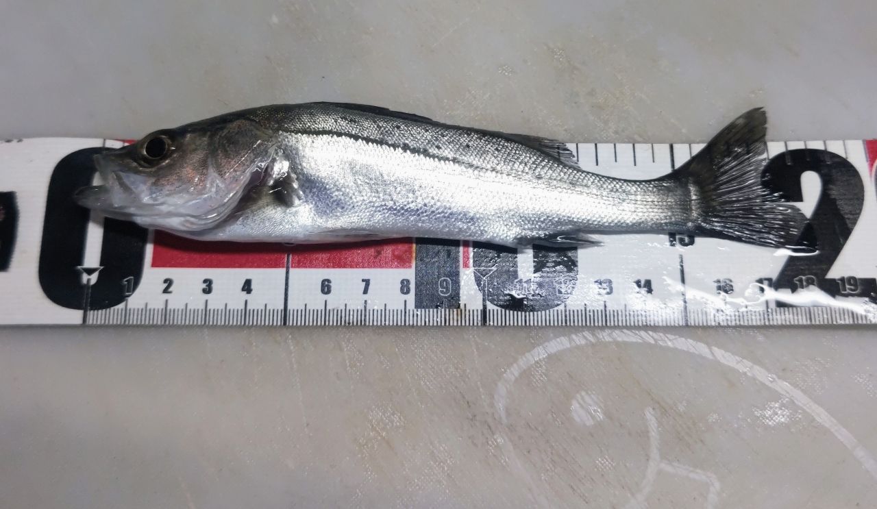 セイゴ（マルスズキ）