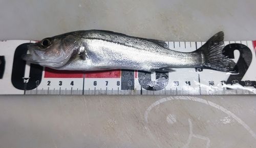 セイゴ（マルスズキ）の釣果