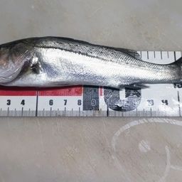 セイゴ（マルスズキ）