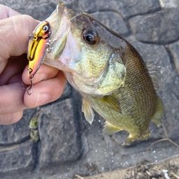 ラージマウスバス