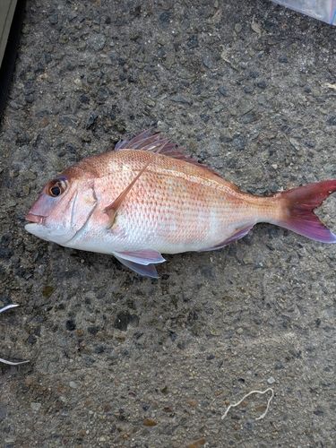 マダイの釣果