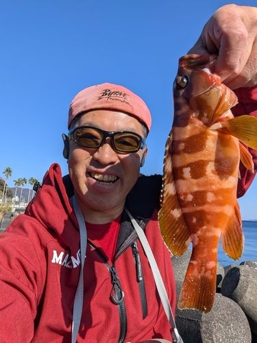 アカハタの釣果