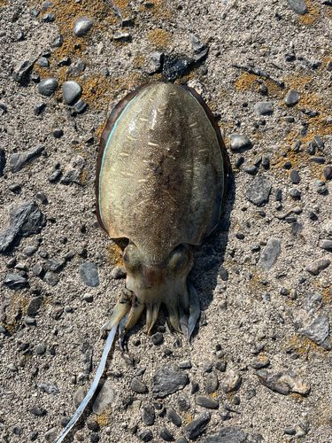 コウイカの釣果