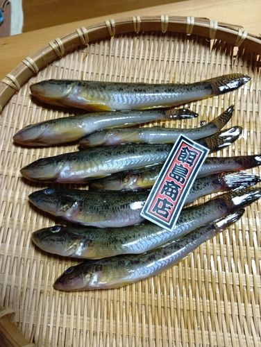 ハゼの釣果