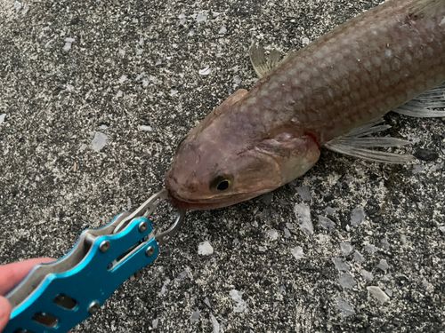 ワニエソの釣果