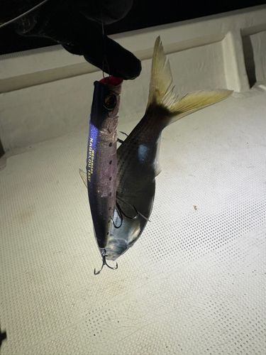 コノシロの釣果