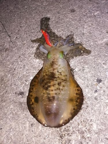 アオリイカの釣果