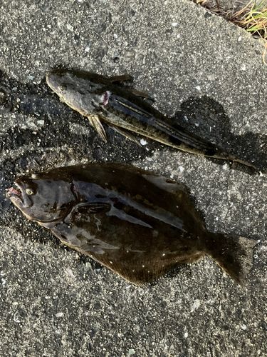 ヒラメの釣果