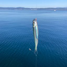 トウゴロウイワシ