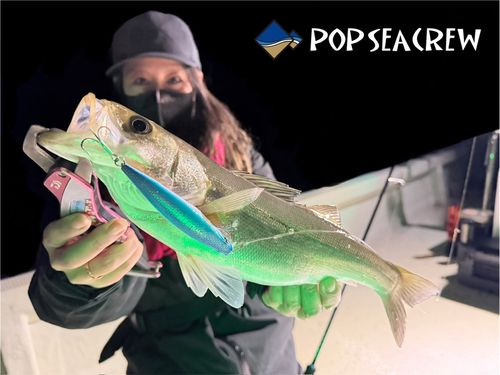 マルスズキの釣果