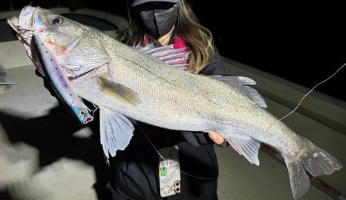 マルスズキの釣果