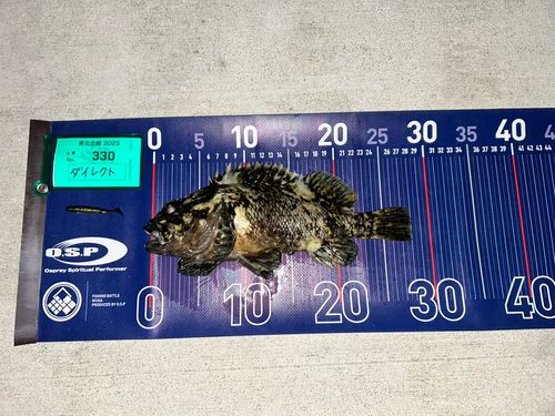 オウゴンムラソイの釣果