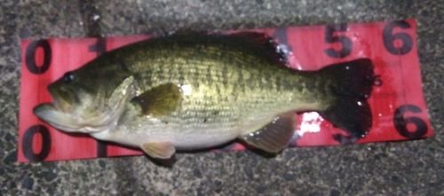 ブラックバスの釣果